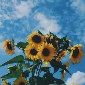 Meet your Posher, Hana